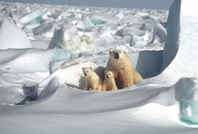 polar-bear-1509103_640-e1501081317373