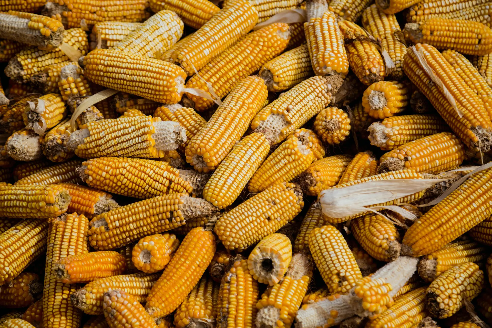 pros-and-cons-of-biofuels