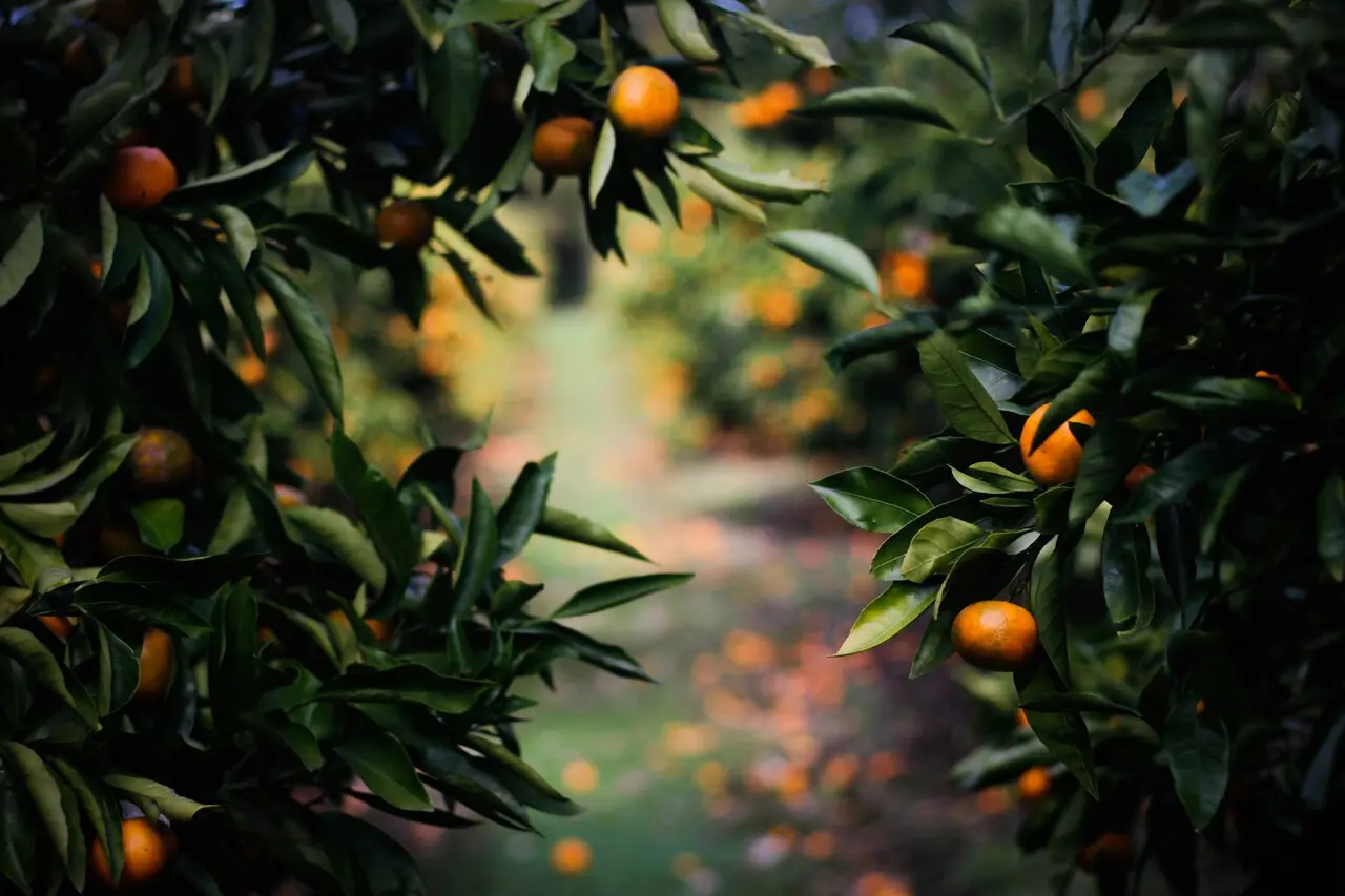 prune-fruit-trees