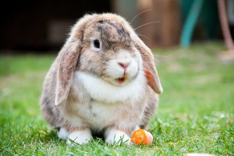 rabbit_1572010146-e1572010156479