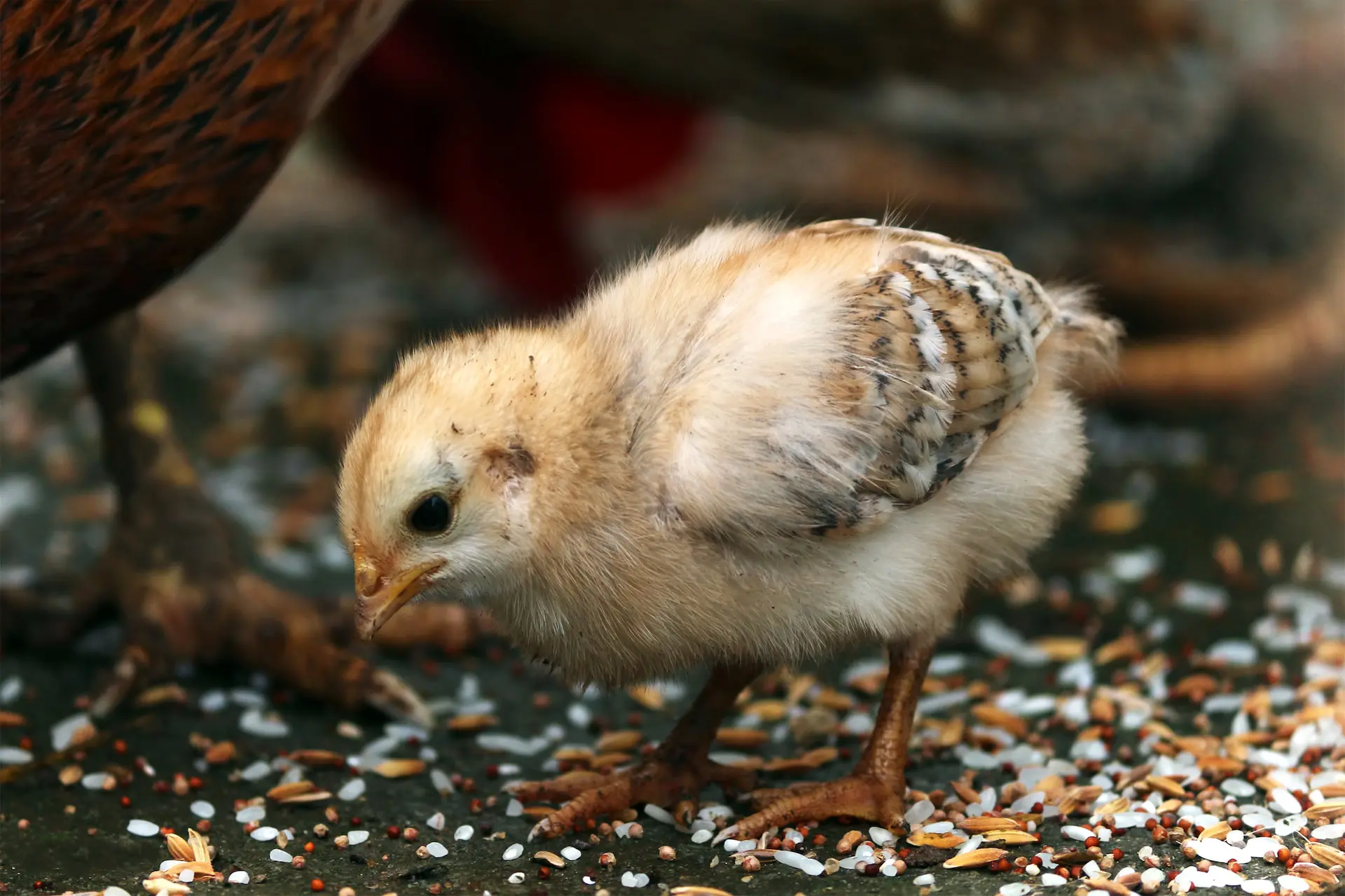 raising-baby-chickens