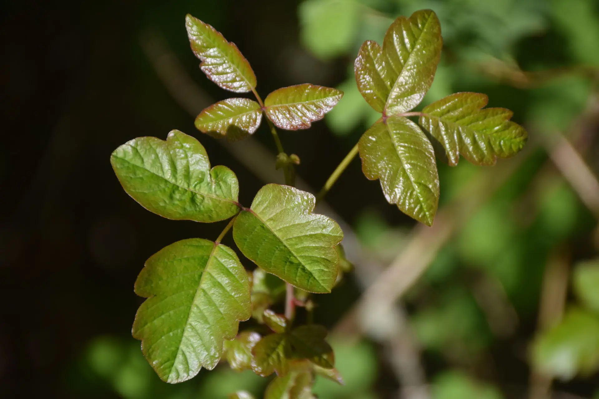 rashes-that-come-from-nature