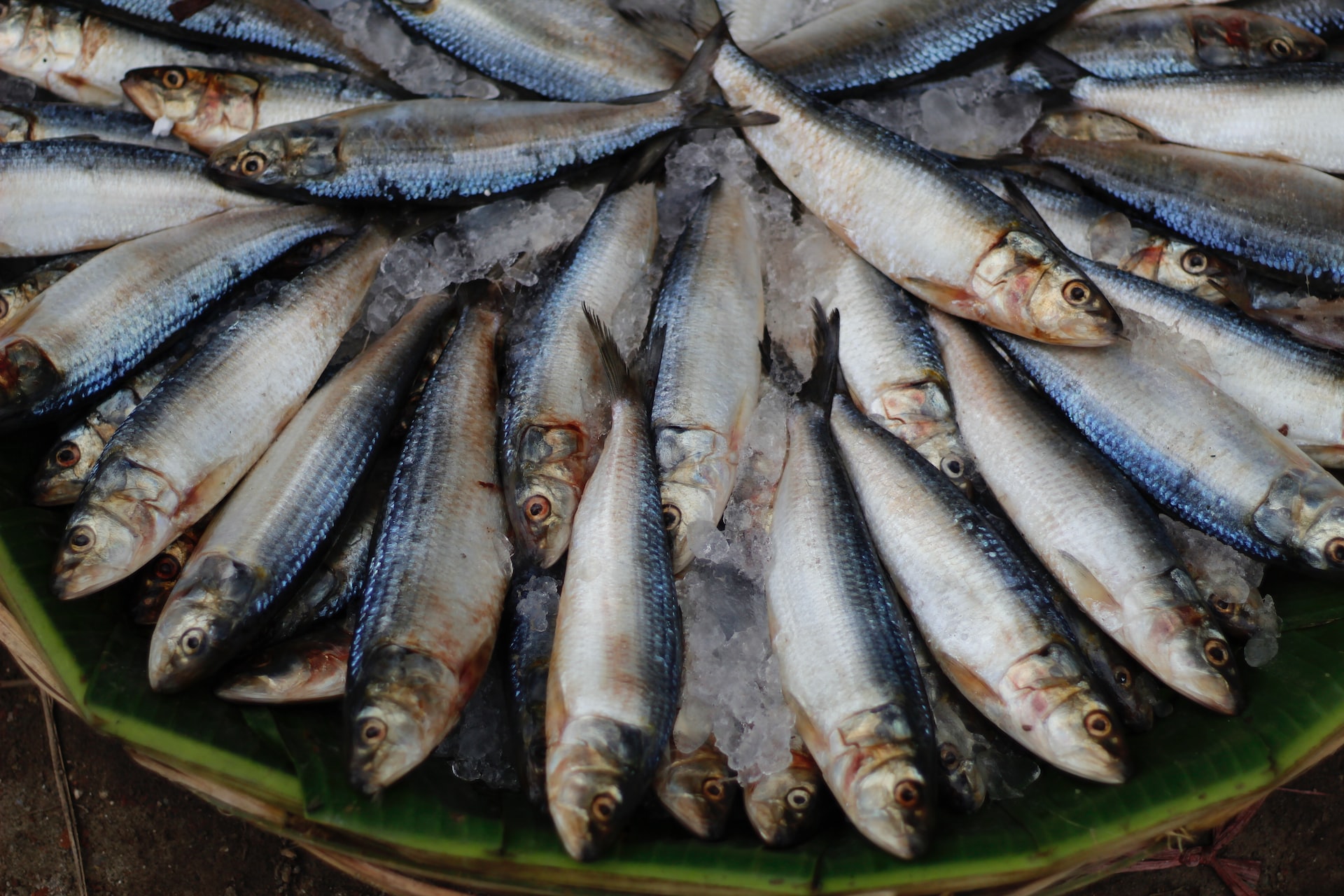 Sustainably Farmed Fish: Is It the Future? - Environment