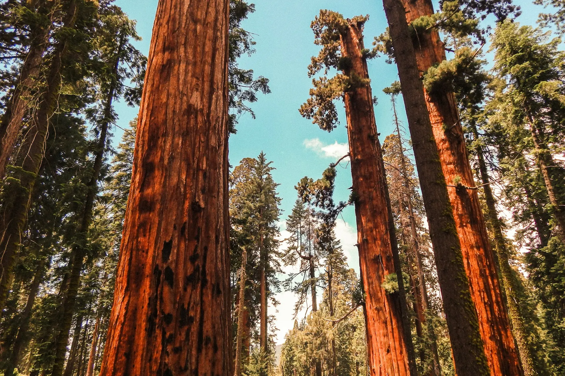 sarah-brown-VvLtsgFo2Ss-unsplash-1