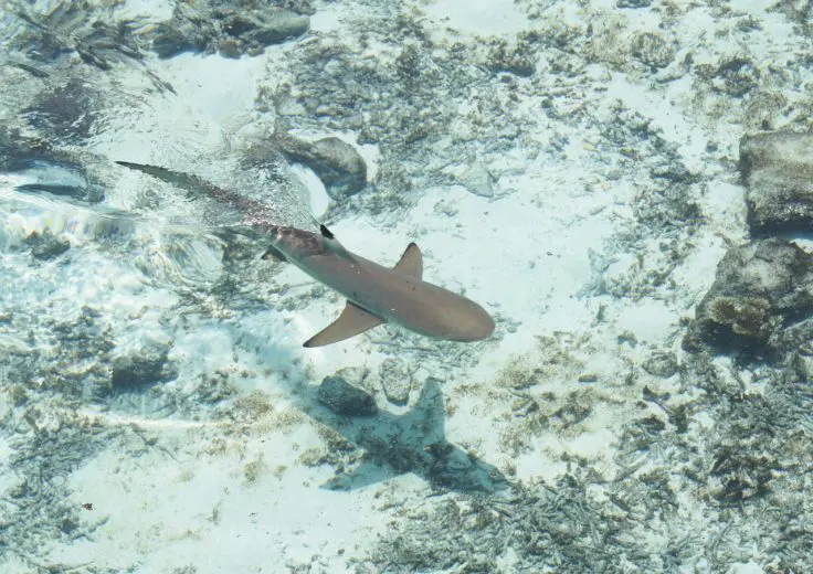 sea-2151026_1280-e1499099317691
