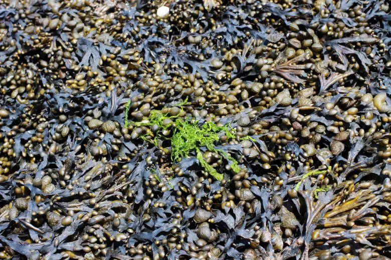 seaweed_1525286504-e1525286519598