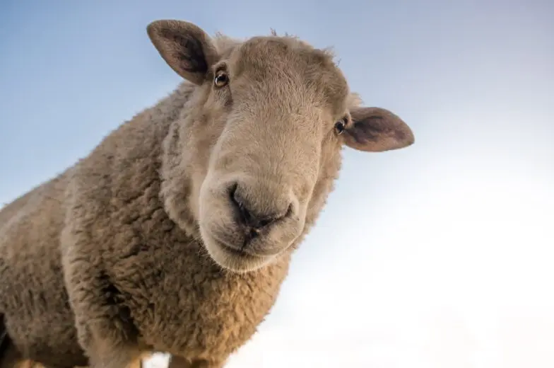 sheep_1507146159-e1507146172967