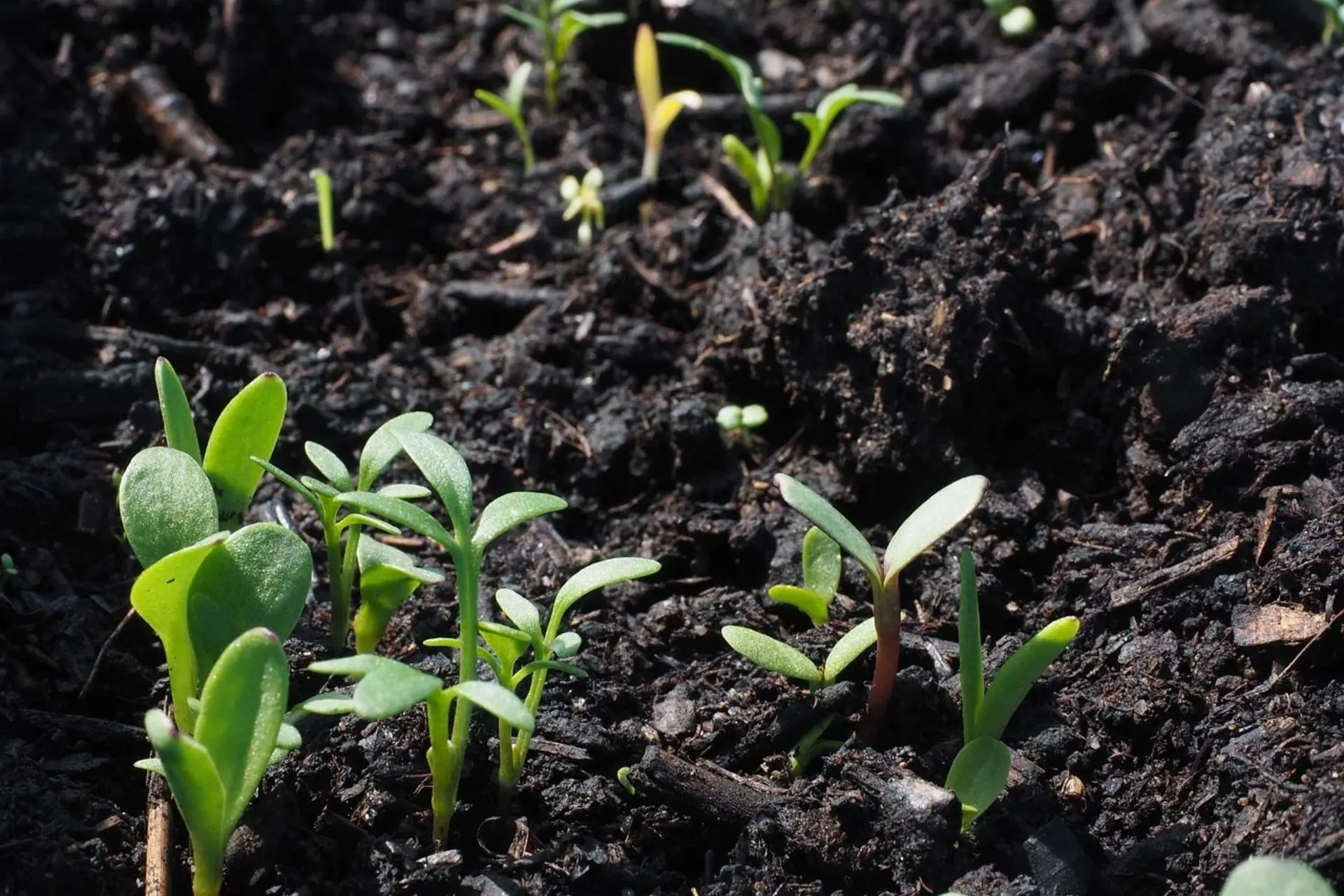 soil-sequestration