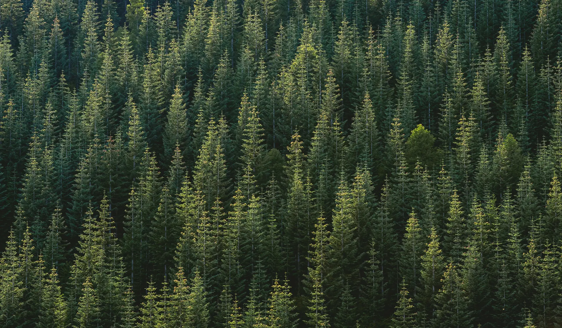 solutions-to-deforestation