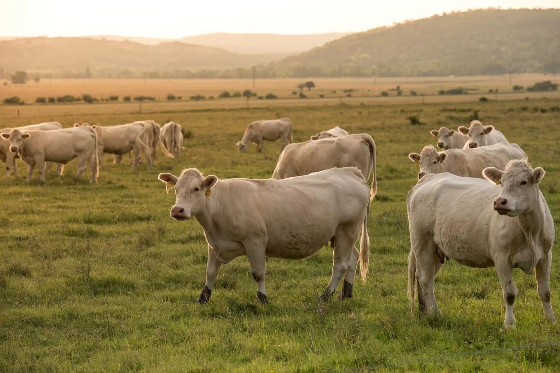 sustainable-animal-ag