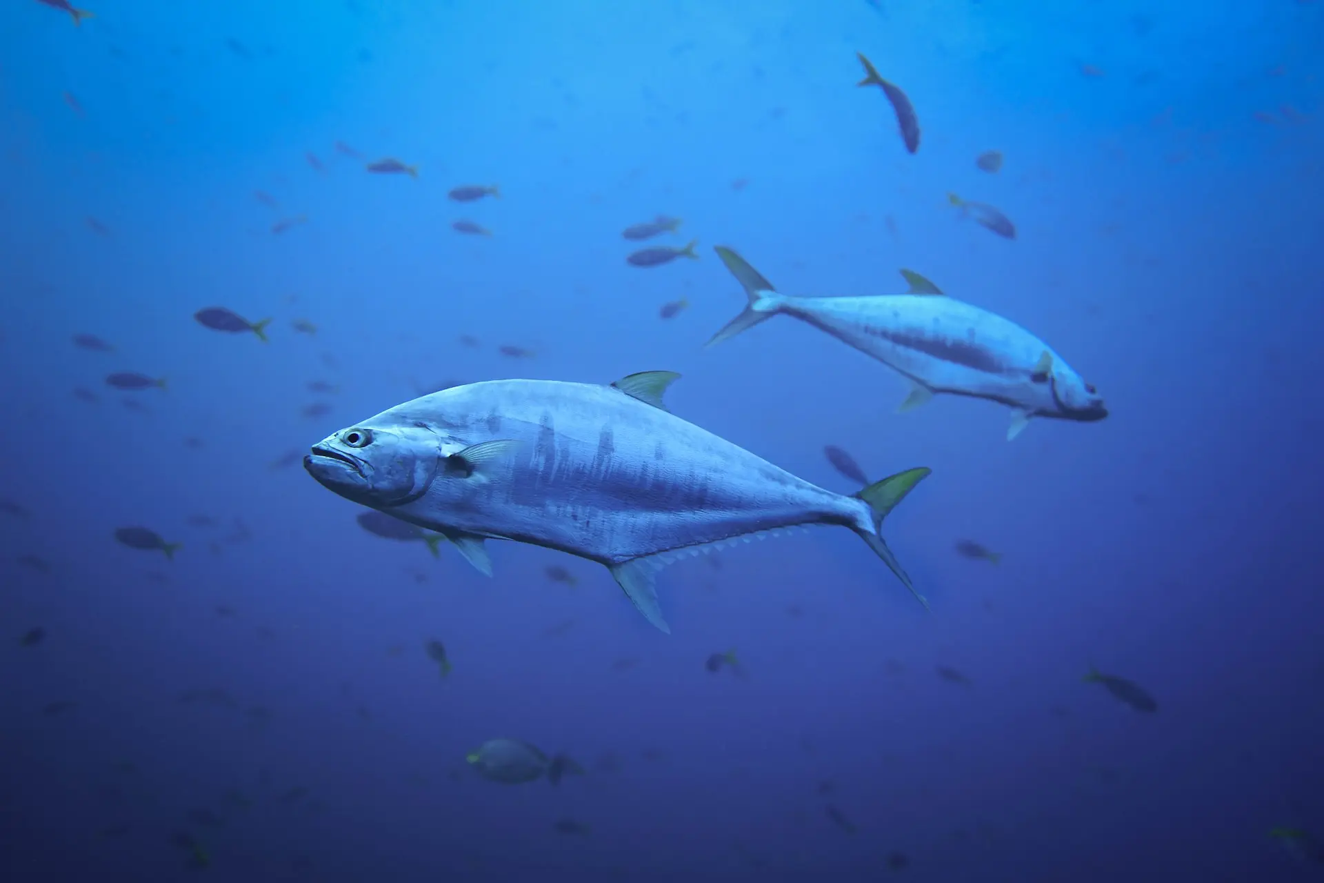 sustainable-seafood-guide