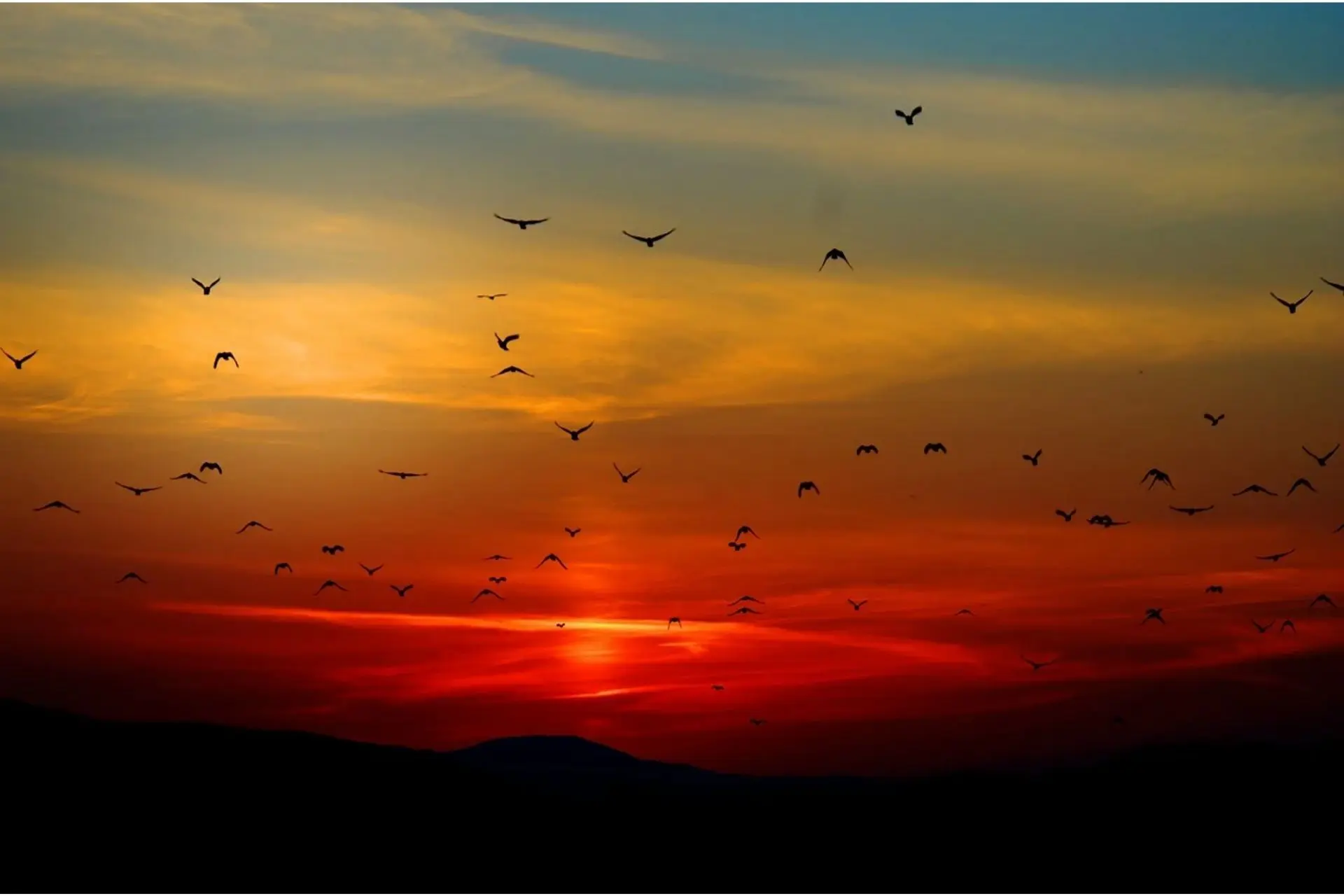 the-relationship-between-windturbines-and-birds