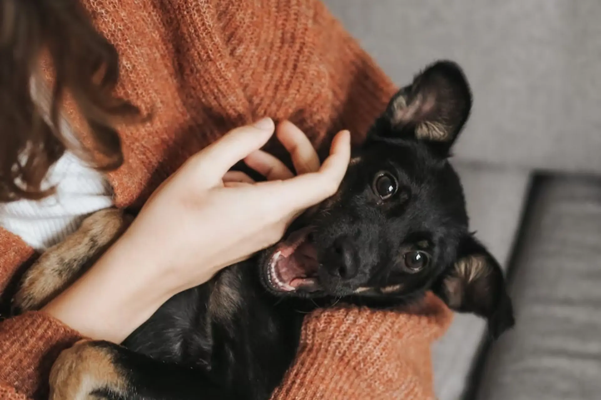 toxic-scents-for-dogs-you-should-watch-out-for