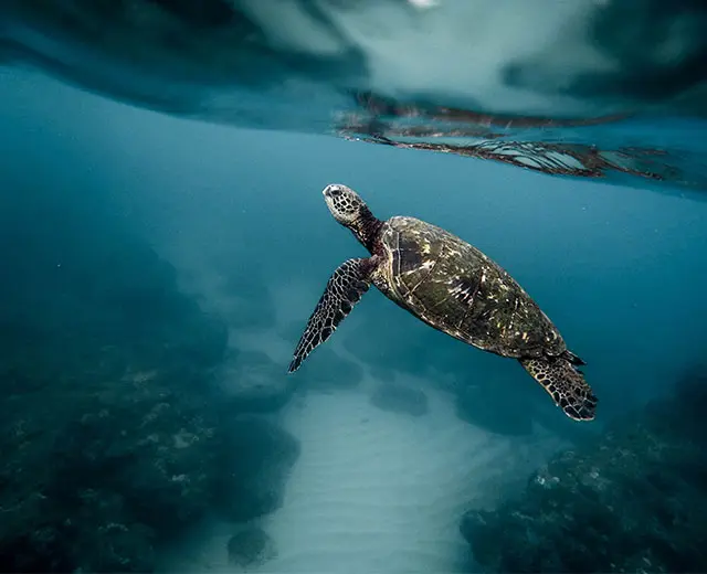 turtle