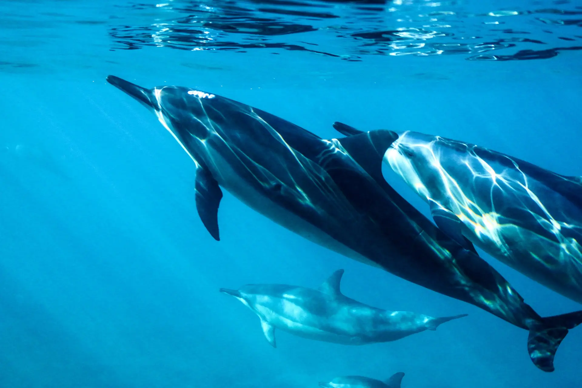 types-of-dolphin-ENVR
