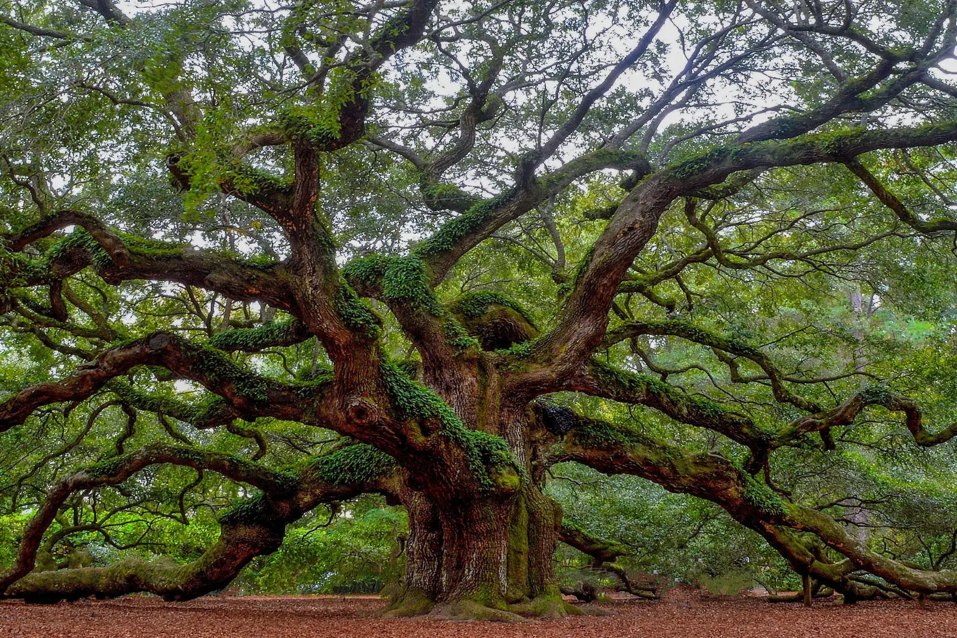 types-of-oak-trees