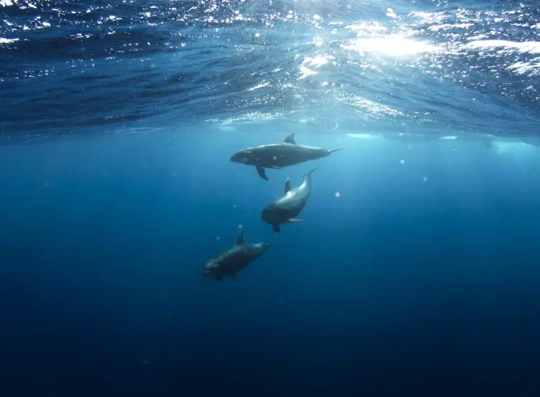 underwater_life_1539176127-e1539176193256