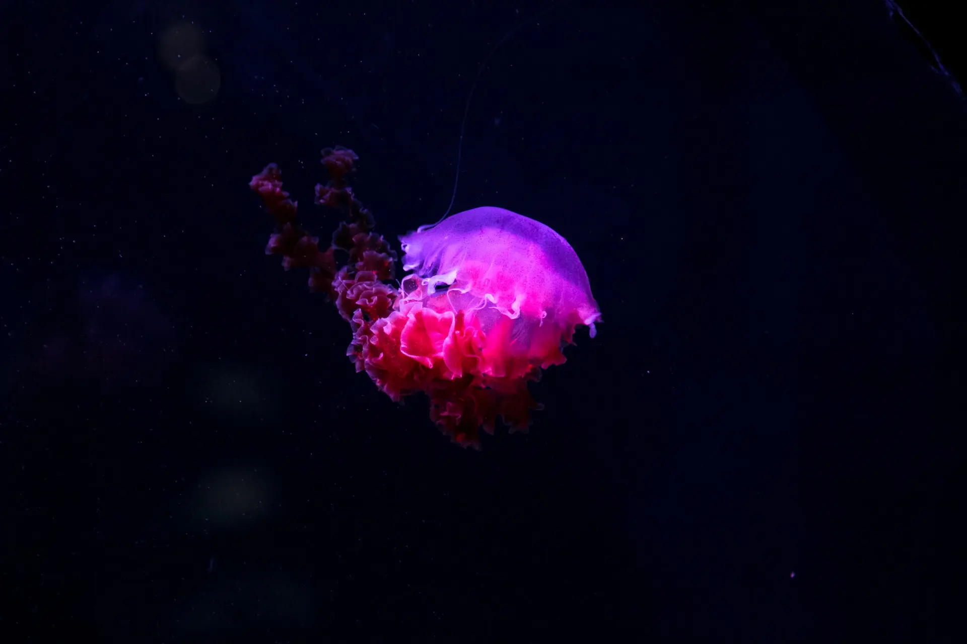 weird-sea-creatures-ENVIRONMENT