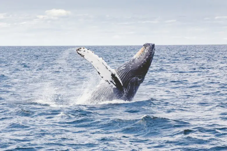 whales_1517857060-e1517857095459