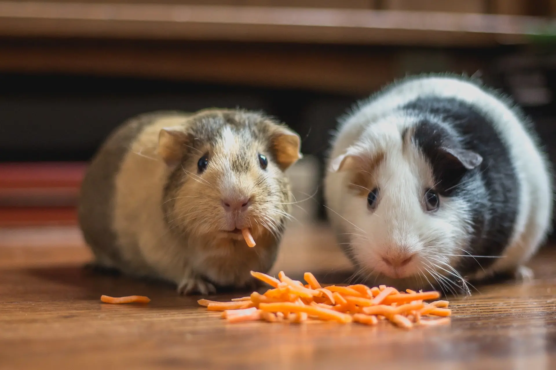 what-are-the-most-sustainable-pets