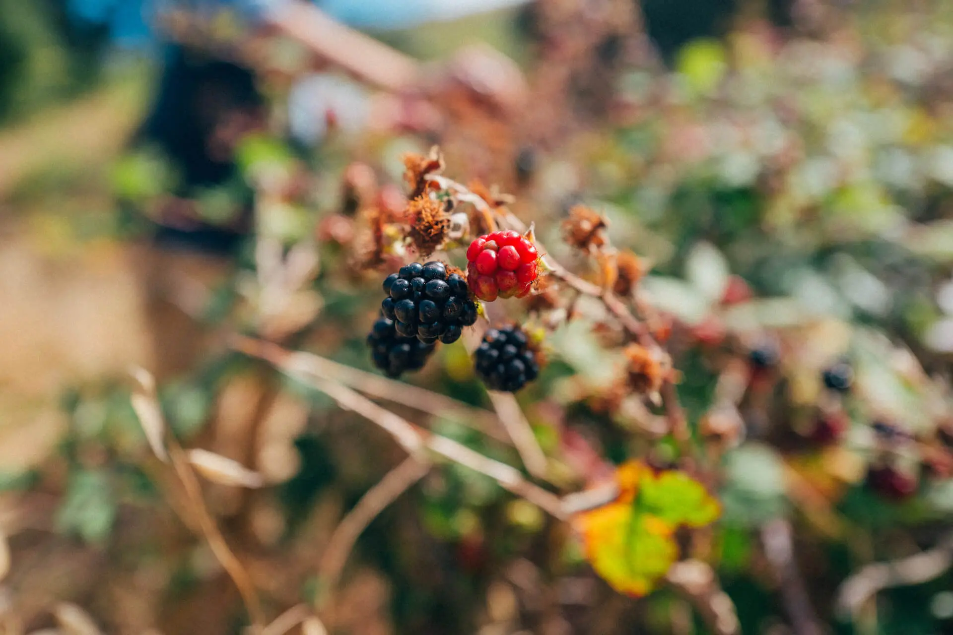 what-does-foraging-mean