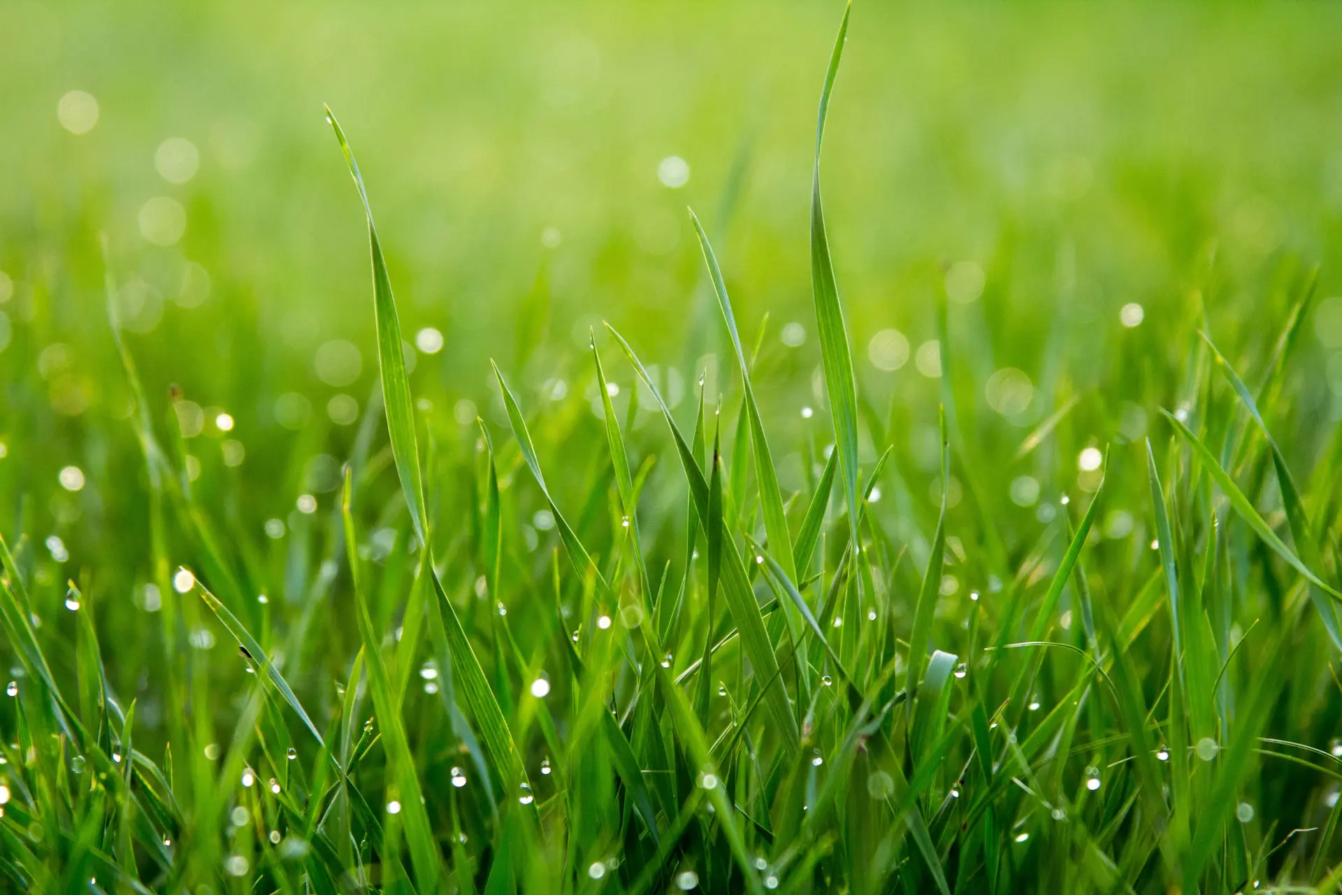 what-is-biomass