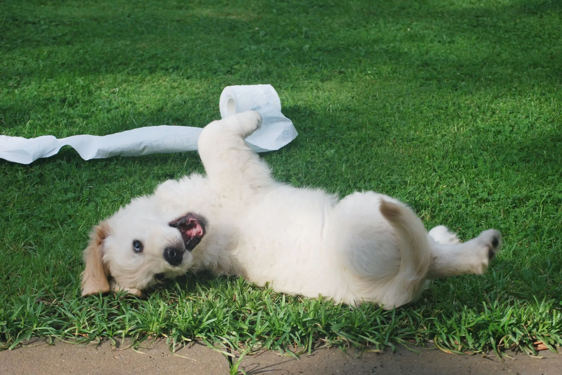 which-dog-poop-bags-are-really-biodegradable