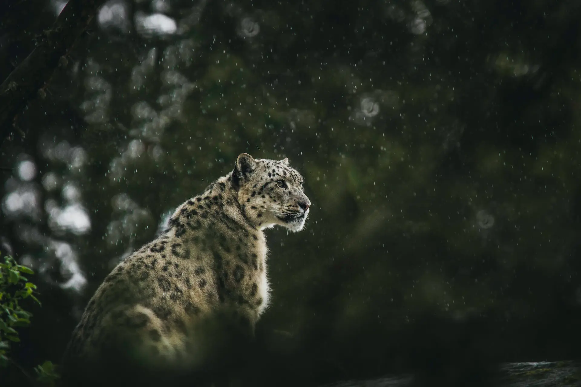 why-are-snow-leopards-endangered