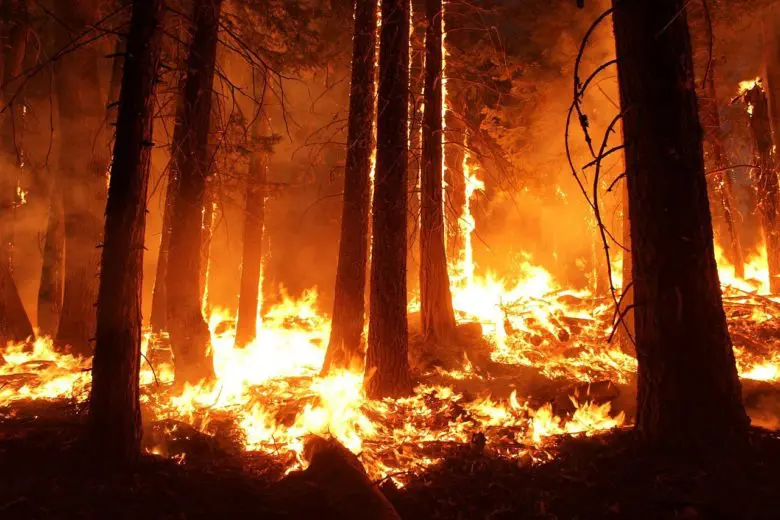 wildfire_1546545213-e1546545233967