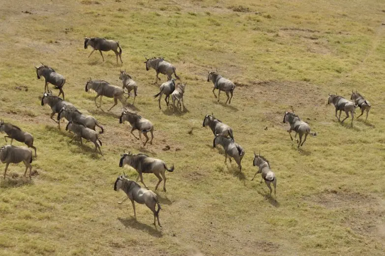 wildlife_migration_1565186673-e1565186683600
