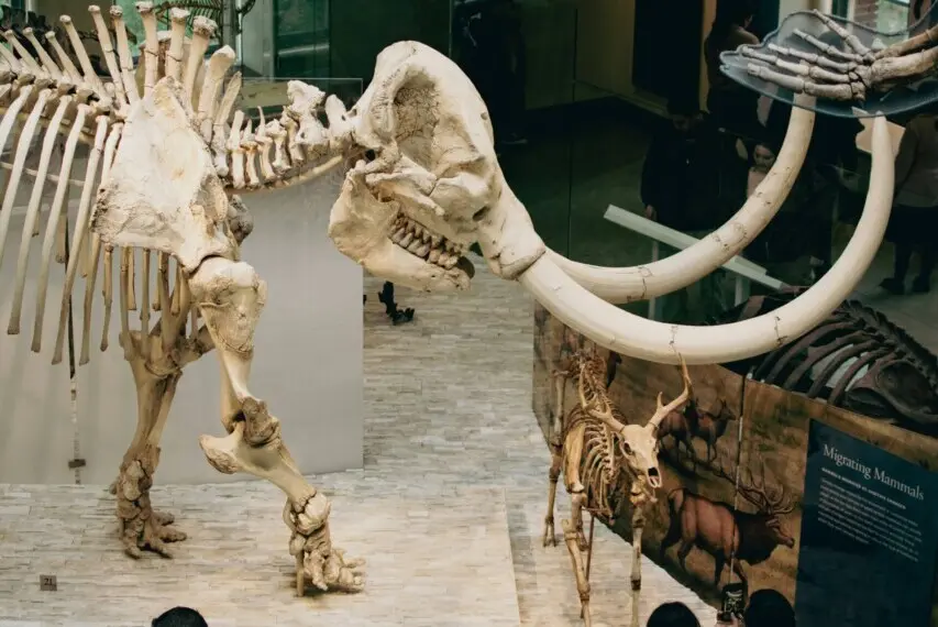De-Extinction: The Science of Bringing Animals Back From the Past