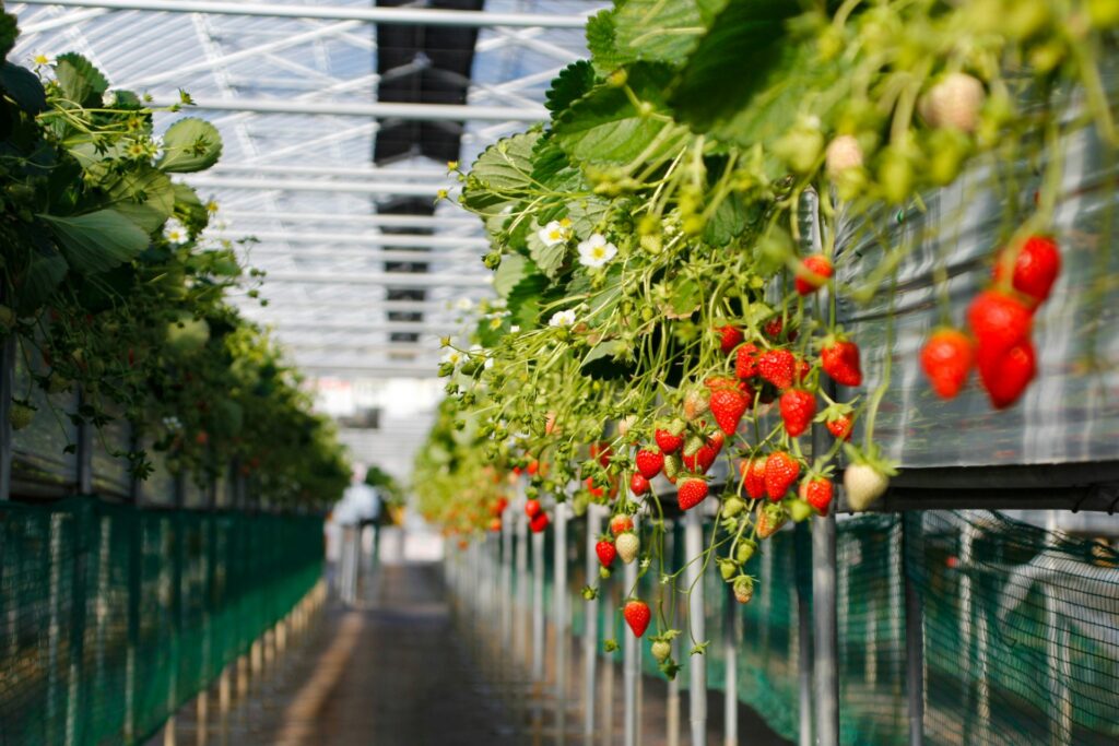 Strawberries grown using vertical farming.