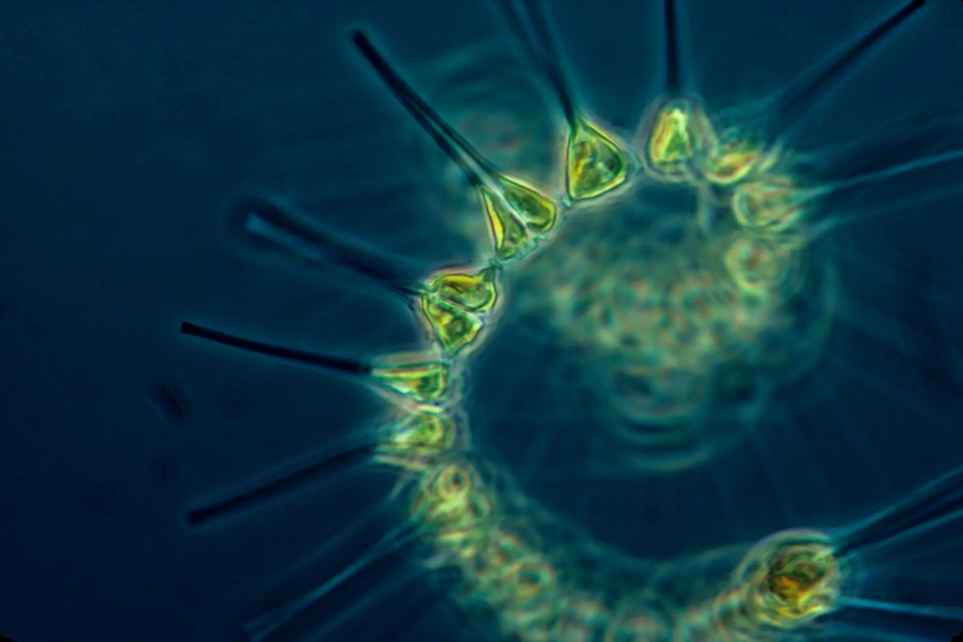 ocean-phytoplankton