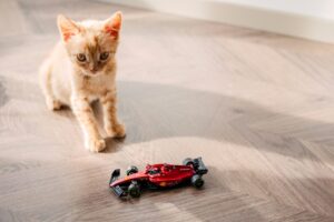 What Is Orange Cat Behavior, Really? The Science Behind the Cuteness
