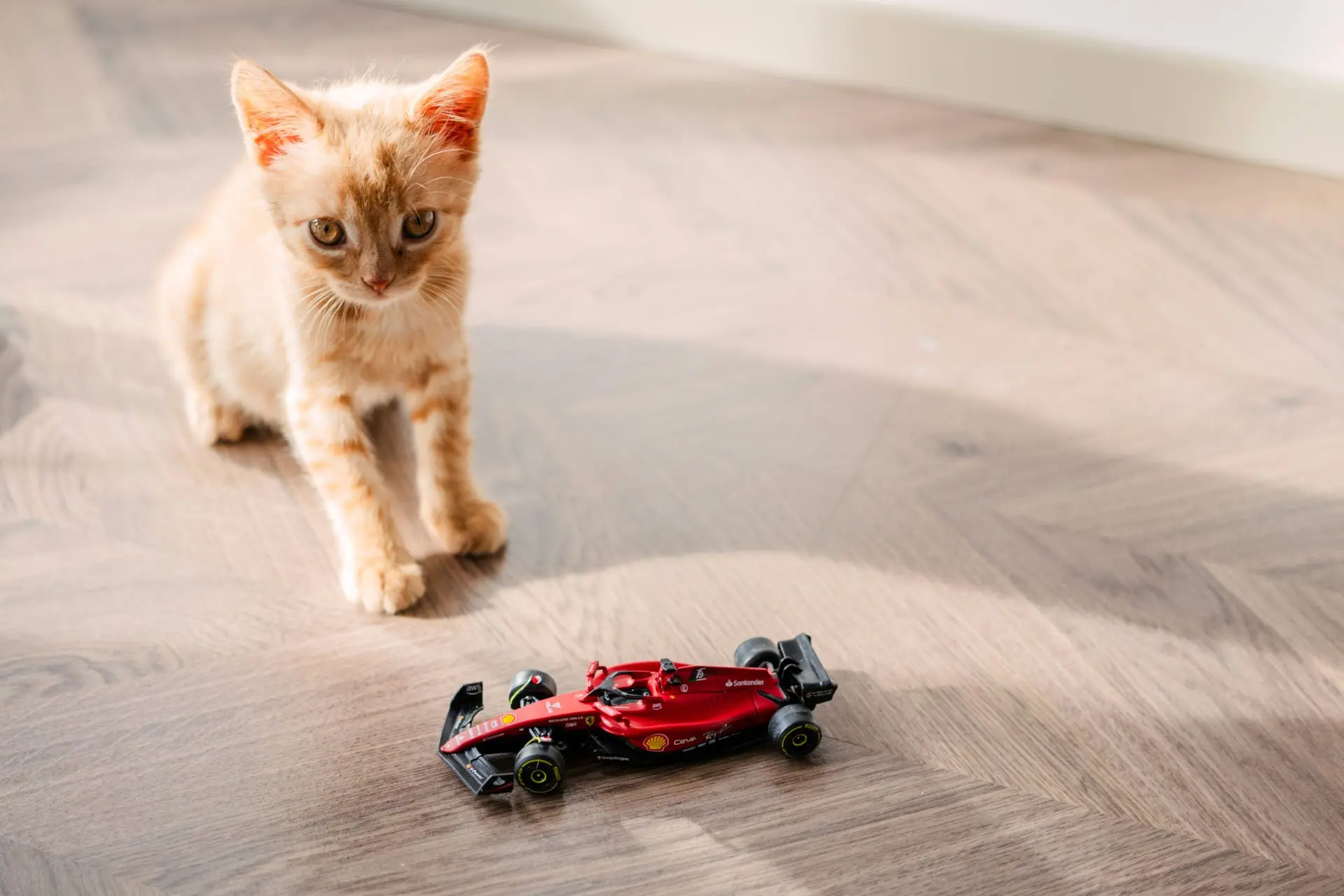 orange-cat