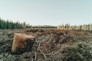 What Is Ecocide? The Movement to Make Environmental Destruction an International Crime