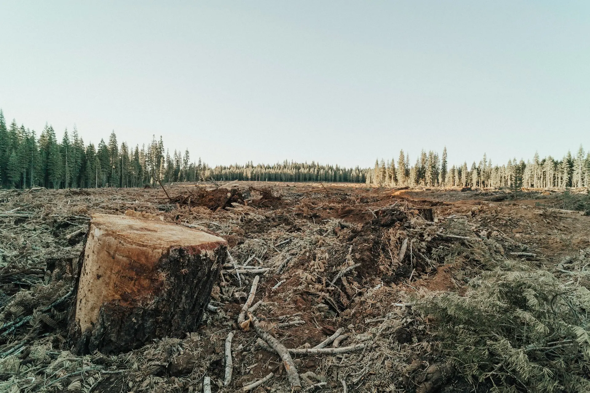 Ecocide