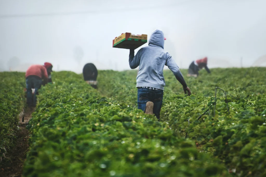 Farmers working in a farm