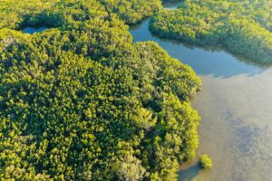 Life on the Water’s Edge: Uncovering the Hidden Treasures of Coastal Wetlands 