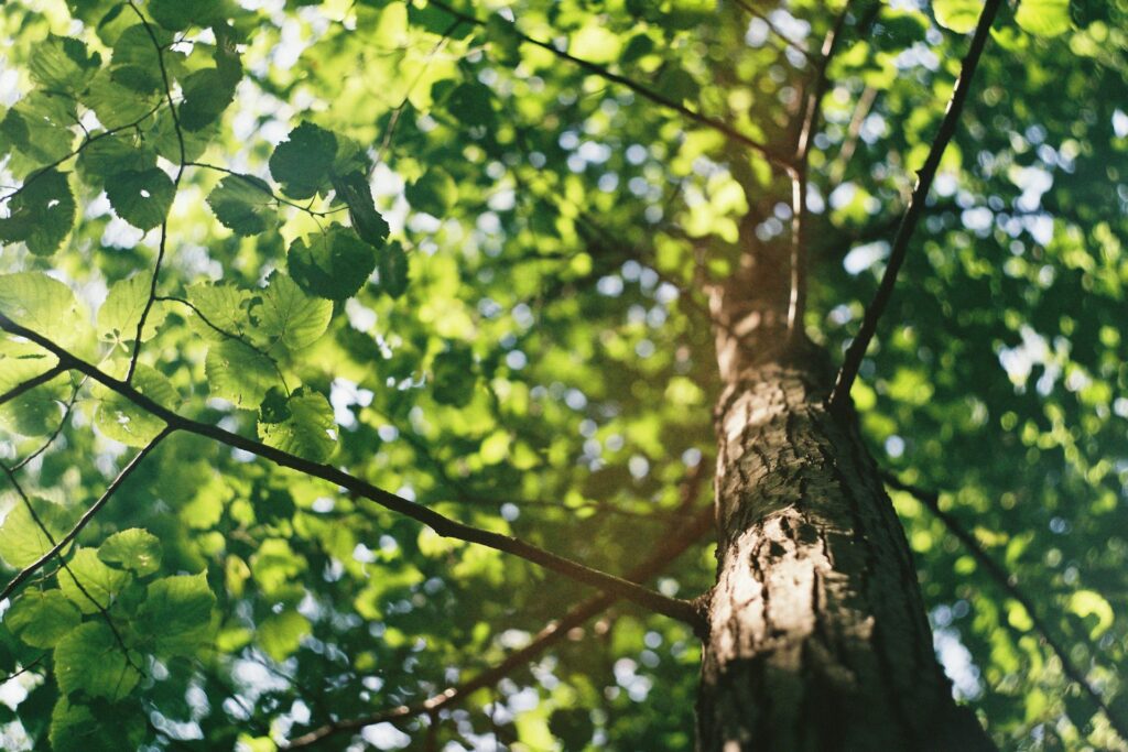 looking up into the tree