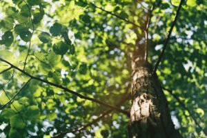 From the Ground Up: The Transformative Power of Community-Led Tree Planting Initiatives  