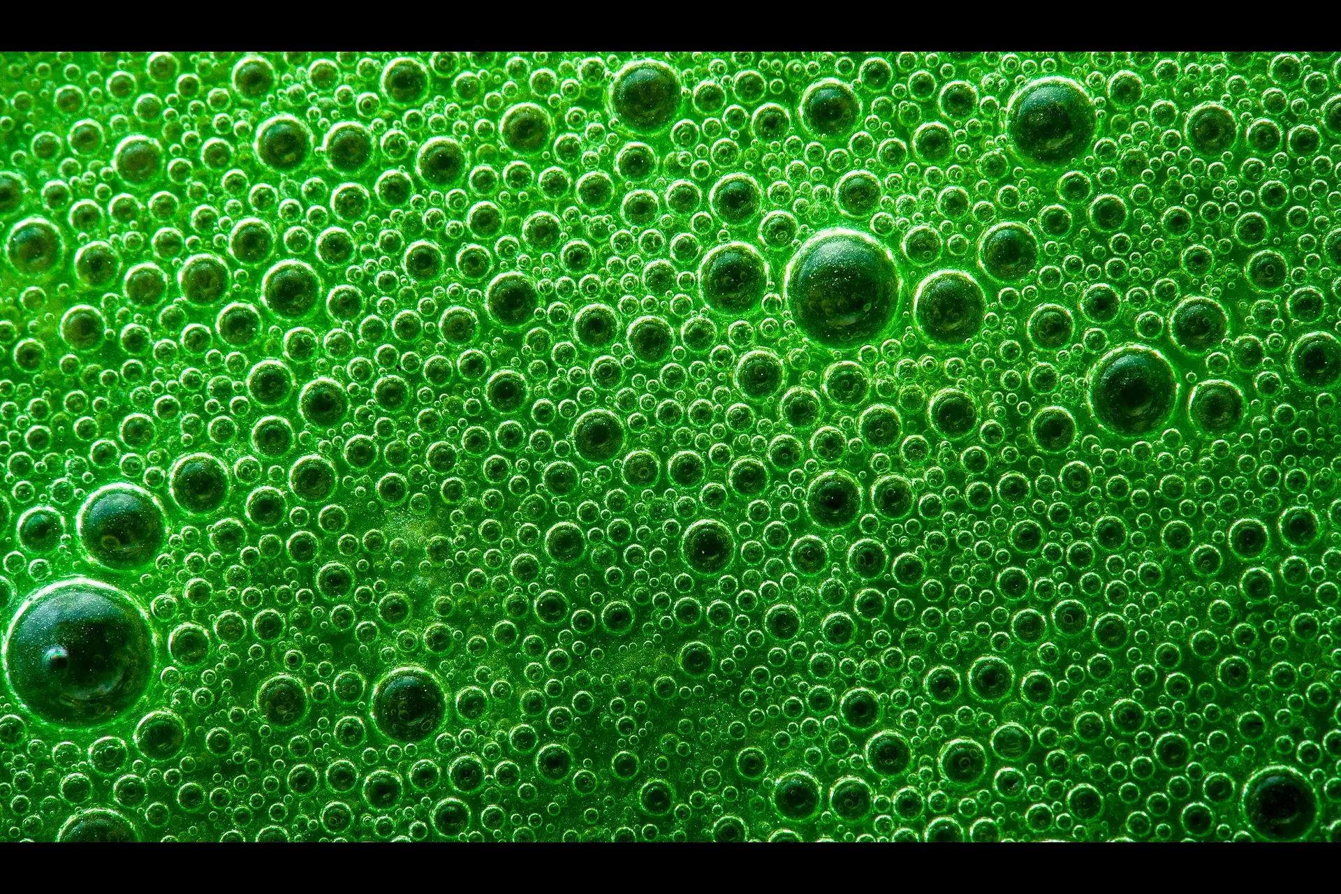 close up of green water bubbles