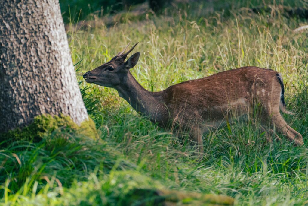 Deer in the wild