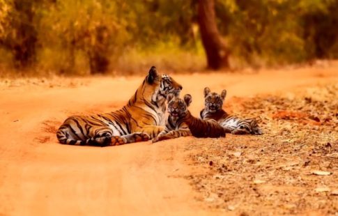 family of tigers in the wild