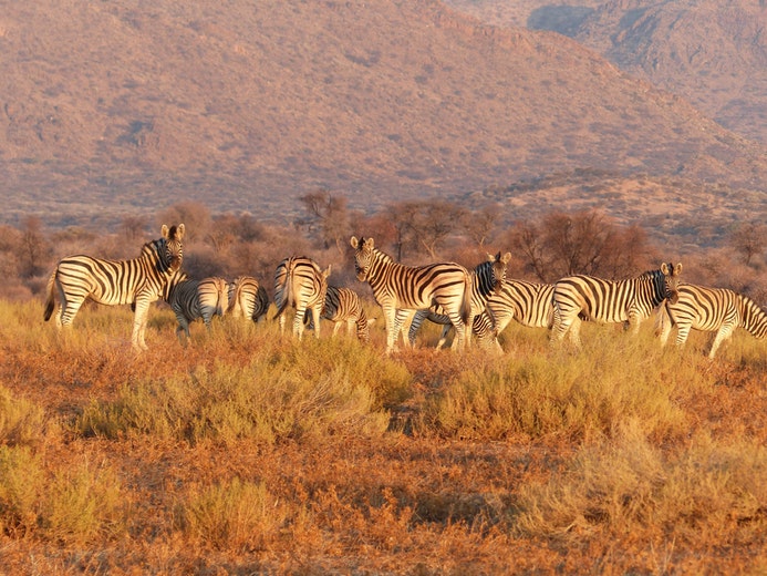 herd of zebras in Kenya