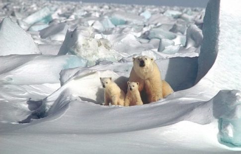 family of polar bears on ice