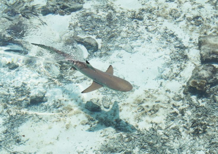 white shark swimming through clear water
