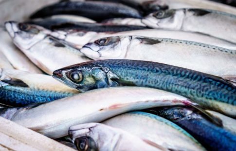 sustainable seafood in 2018