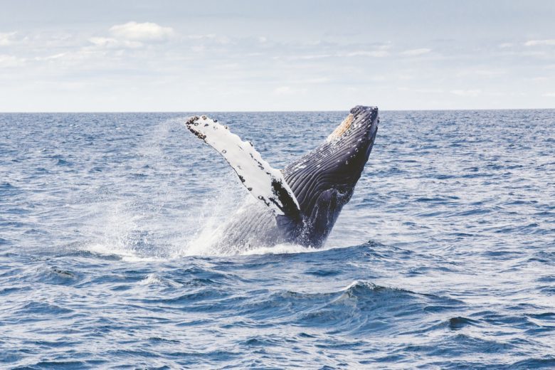 Why everyone needs to go whale watching