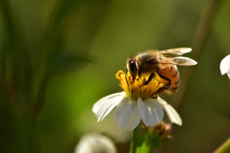 Honeybees Become Extinct